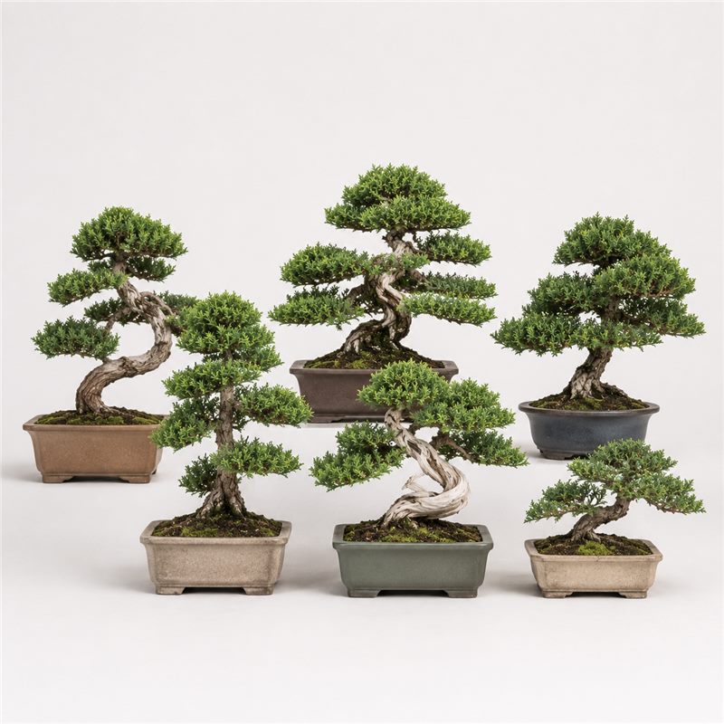 Dwarf Juniper Bonsai Tree — 6 Inches High